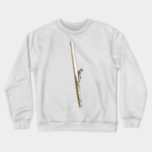 Praying mantis balancing on a stick - nature photography Crewneck Sweatshirt